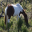 Beautiful Horse Screensavers Icon