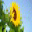 Beautiful Sunflowers Screensaver 1 32x32 pixels icon