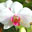 Conservatory of Flowers Orchid Screensaver Icon