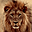 Lions Free Screensaver Icon