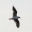 Magic Denoiser 1.5 Magic Denoiser 1.5 32x32 pixels icon