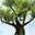 Magic Tree 3D Screensaver Icon