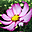 Nice Flowers Free Screensaver 2.0.2 Nice Flowers Free Screensaver 2.0.2 32x32 pixels icon