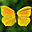 Splendid Butterflies Free Screensaver Icon