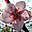 Spring Flourish Free Screensaver Icon