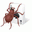 Free Spider 2009 - Solitaire Collection Icon