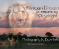 African Dreams Screensaver Screenshot 0