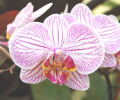 Conservatory of Flowers Orchid Screensaver Screenshot 0