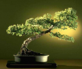 Bonsai Gallery Screensaver Collection Screenshot 0