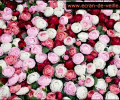 Flower Screensaver EV Screenshot 0