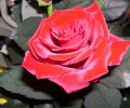 Free Roses Screensaver Screenshot 0