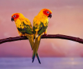 Parrots Free Screensaver Screenshot 0