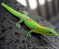 Hawaii Madagascar Gecko Screensaver Mac Screenshot 0