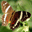 Altarsoft Photo Editor 1.51 Altarsoft Photo Editor 1.51 32x32 pixels icon