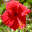 BitPim 1.0.7.20090303 32x32 pixels icon