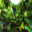 Forest Butterflies 3D 1.0 Forest Butterflies 3D 1.0 32x32 pixels icon